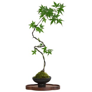 流泉枫盆栽c水培苔藓球客厅室内桌面好养花卉绿植净化空气植物盆