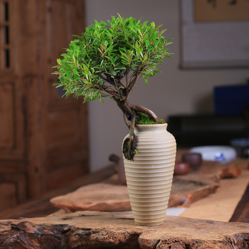 小叶赤楠老桩盆栽创意植物盆景室B内花卉办公室桌面小绿植四季好