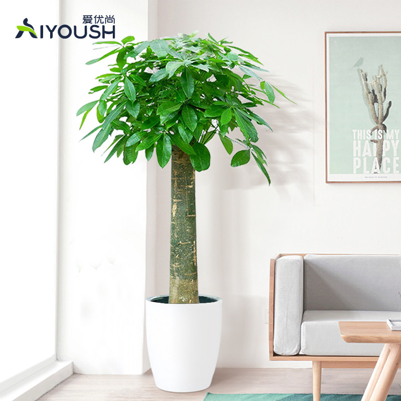 发财树大棵盆栽单杆植物室内客厅办E公室大型绿植开业乔迁净化空,鲜花速递/花卉仿真/绿植园艺,大型绿植/成品组合盆栽,淘宝优惠券,粉丝福利购,淘宝优惠卷