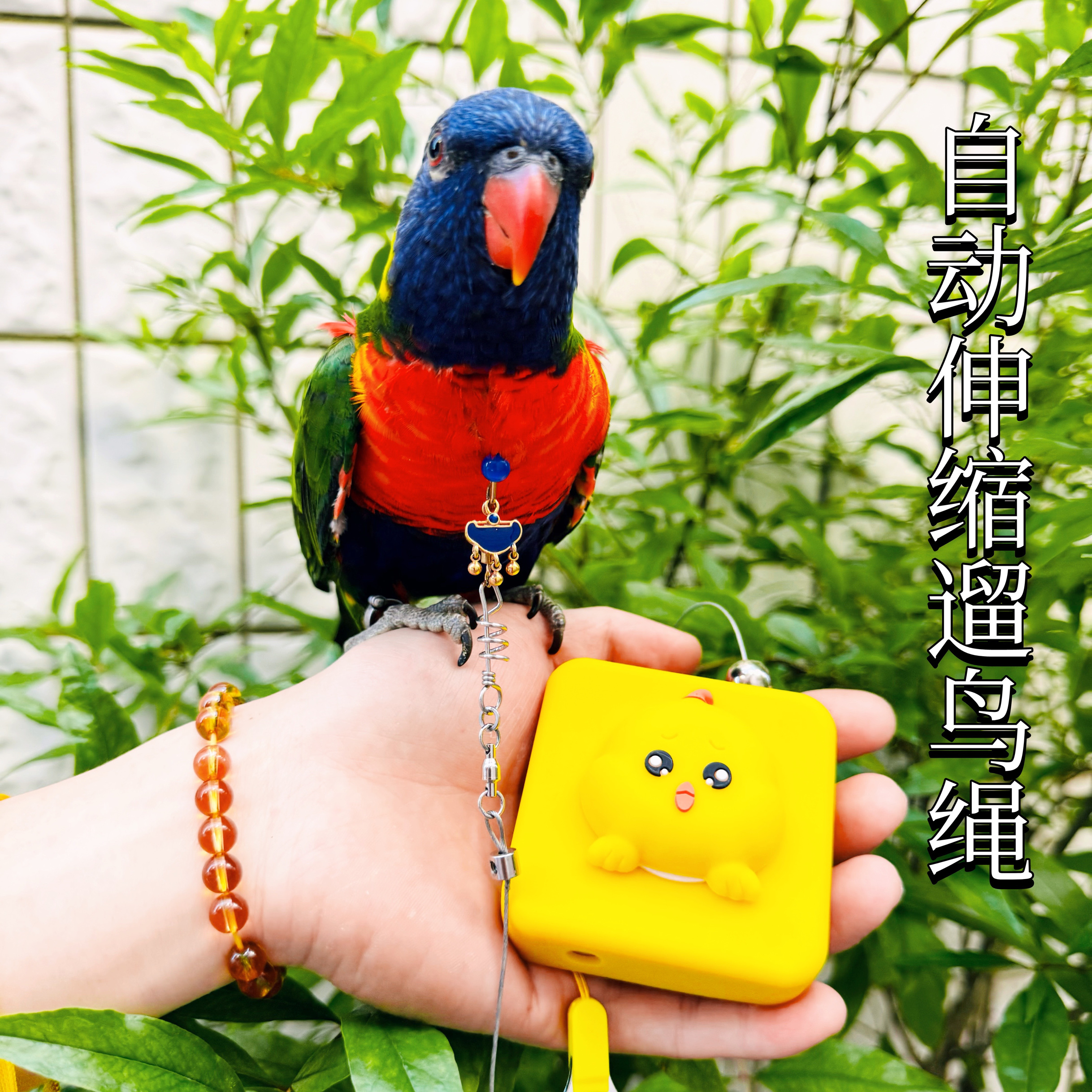 鹦鹉脖圈脚环金太太小太阳遛鸟绳