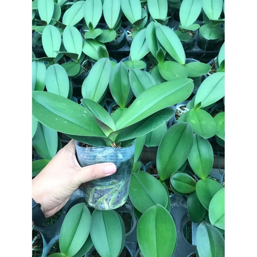 新疆包邮蝴蝶兰花苗对版洋兰当年开花3.5寸大苗好养易催花室内盆