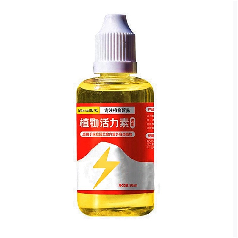 鲜活苔藓青苔多肉迷你植物微景观生态瓶盆景造景小盆栽苔藓植物