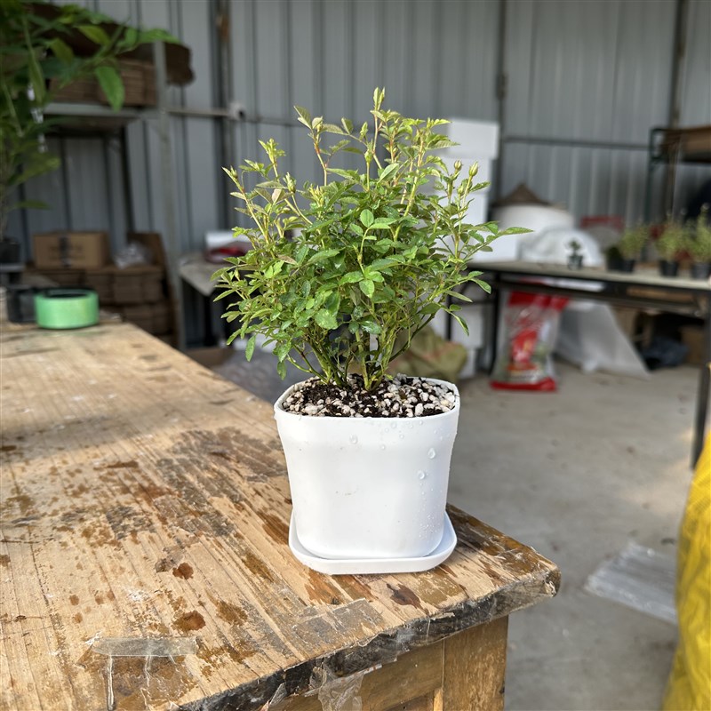 超微月季盆栽小花多头微月须惠姬阳台桌面花卉微型姬月季迷你月季