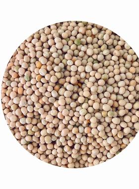 大白豆豌0斤赛鸽信鸟食鸽浙MFF江沪5皖包邮