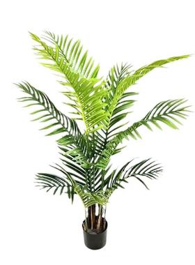 散尾葵凤尾葵欧北大型室内仿真物美植人蕉ll002111橄榄树尤加利厂