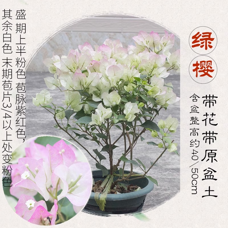 三角梅带花盆栽绿樱爬藤重瓣老桩原生大苗红樱庭V院植物四季开花