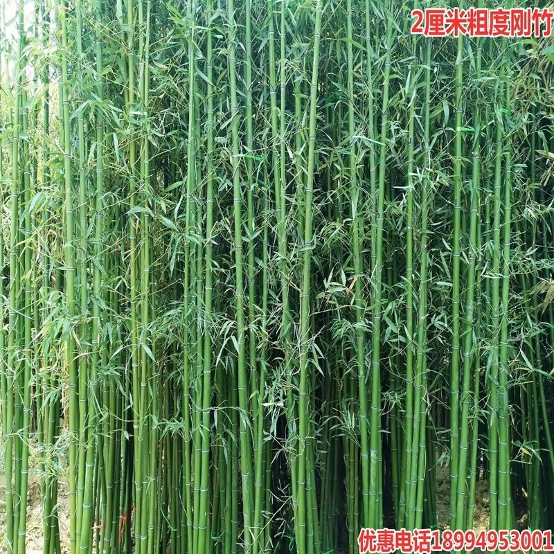 竹子苗庭院四季常青耐寒植物观赏大F型竹子盆栽紫竹苗黄金竹罗汉