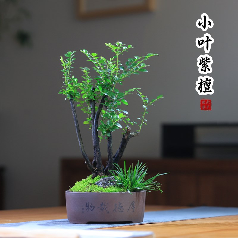 小叶紫檀盆景丛林菖蒲盆栽办公室D庭院观叶绿植假山造景室内植物