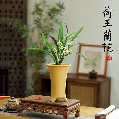 建兰四季兰荷王名k品荷瓣浓香型国兰室内书桌面绿植兰花草带盆花