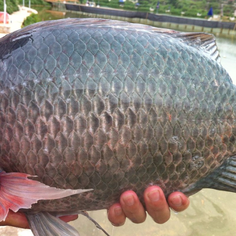 钓罗非小药套餐装罗飞杀手黑坑水库野钓专M用冻饵料添加剂诱非黑