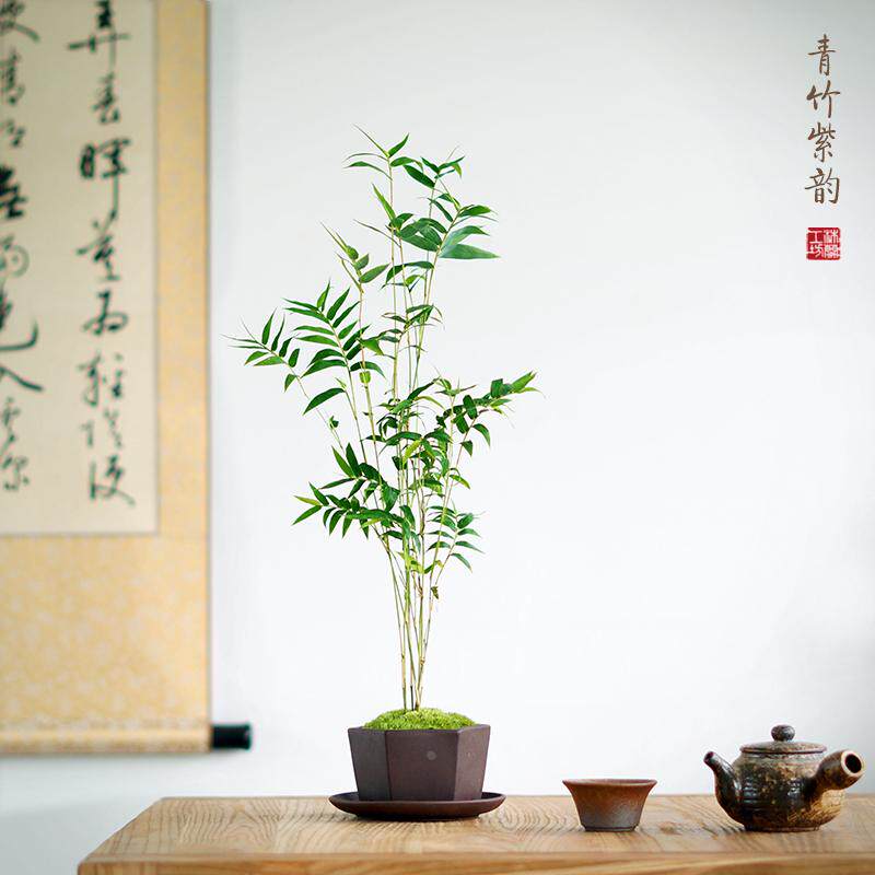米竹青竹凤尾竹姬翠竹子盆景苔藓盆栽紫砂盆办公桌茶桌面微型绿植