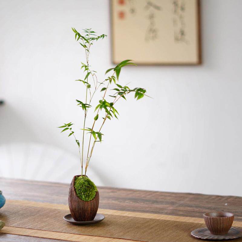 米竹苔藓紫砂盆景办公桌茶桌面中式禅意盆栽室内摆件凤尾竹姬翠竹