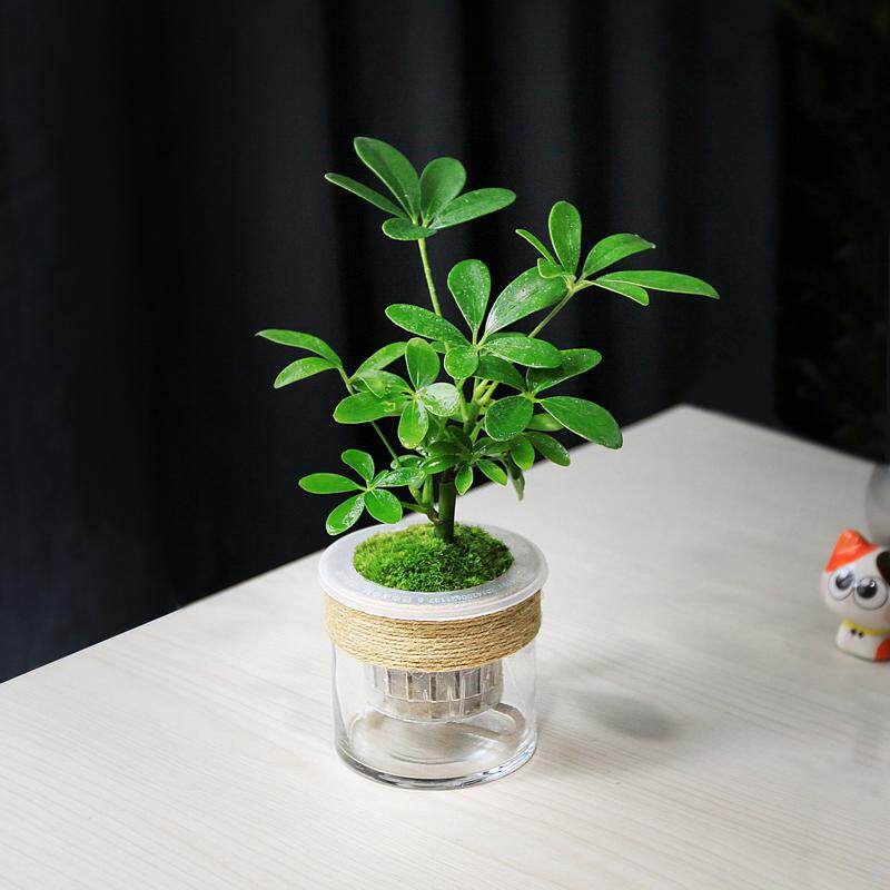 水培懒人盆栽绿植净化空气文竹狼尾蕨罗汉松鸭脚木苔藓桌面盆栽