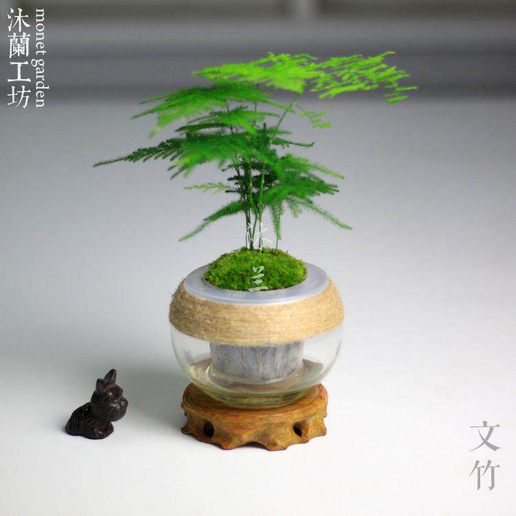 水培盆栽懒人盆栽花卉吸水玻璃桌面绿植文竹椰子罗汉松常绿净化