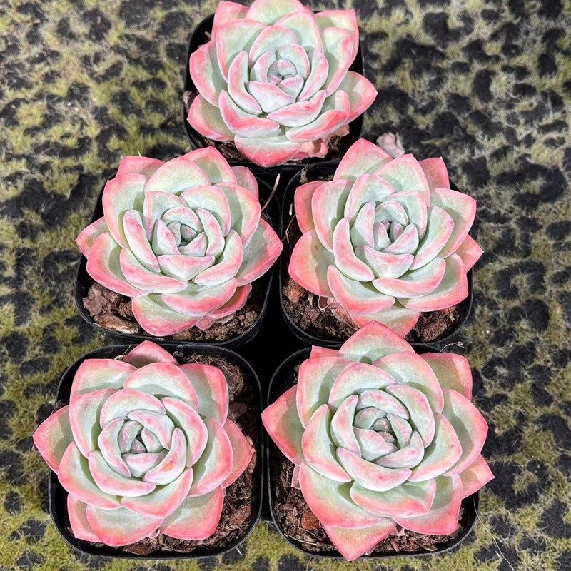 慢悠花房泡芙精品多肉办公室阳台绿K植园艺盆栽花卉庭院多肉,鲜花速递/花卉仿真/绿植园艺,多肉植物,淘宝优惠券,粉丝福利购,淘宝优惠卷