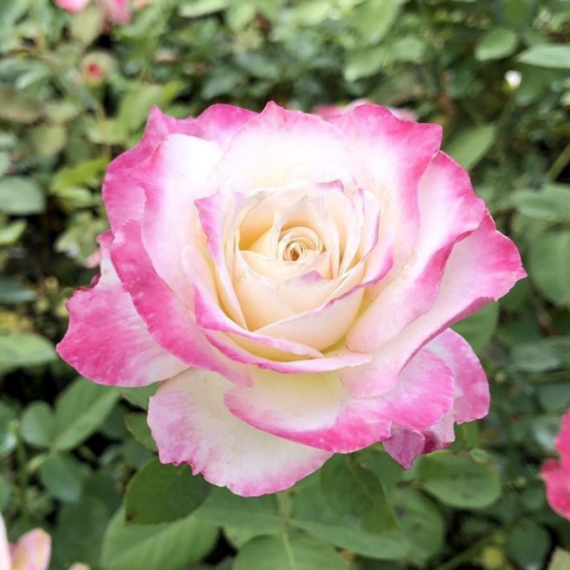 新品日月b炽天使六翼天使月季苗灌木庭院大花浓香四季开花玫瑰花,鲜花速递/花卉仿真/绿植园艺,月季/蔷薇/玫瑰,淘宝优惠券,粉丝福利购,淘宝优惠卷