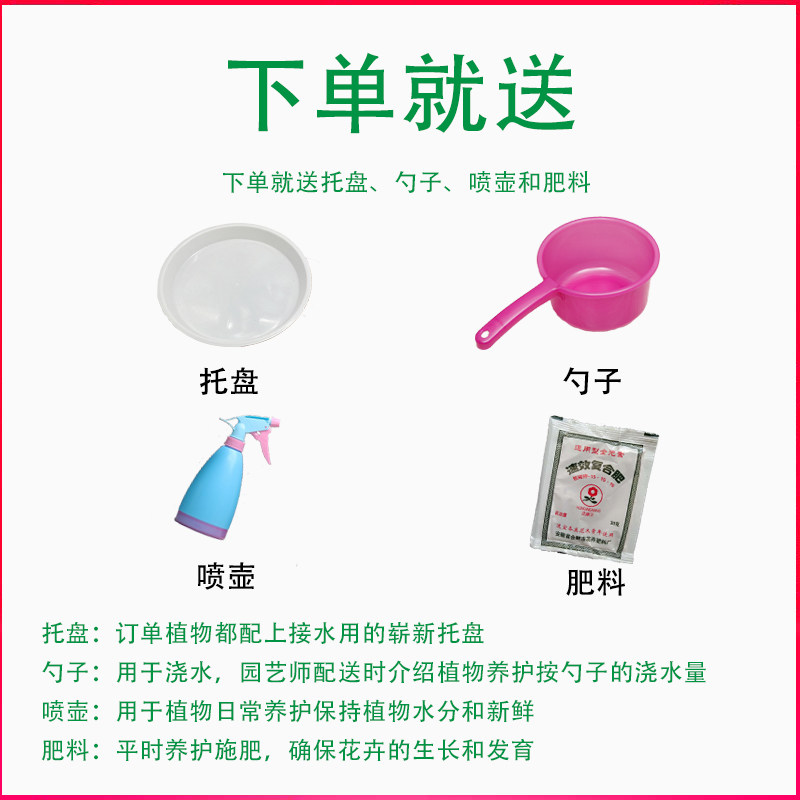 摇钱树盆栽榕树盆景大型室内家居净化空气K绿植除甲醛苏州同城配