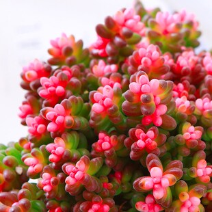 彩色浆果锦多g肉植物珊瑚珠锦盆栽虹之玉室内阳台好养活桌摆绿植