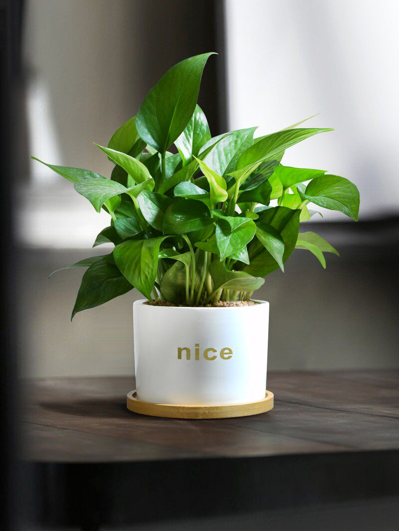 绿萝盆栽室内办公室吸o甲醛绿植净化空气植物花卉耐阴防辐射小绿