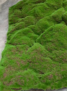 真青苔草景HHJ皮苔草坪微景观造装饰绿植墙布置藓仿假草坪人造草