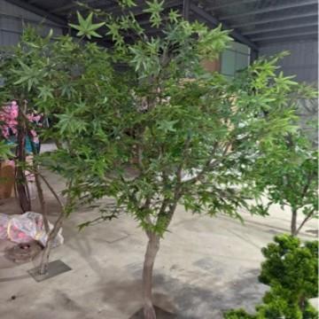 枫绿树大绿植盆景红树园艺工程婚庆枫装饰树落06地绿枫树型仿真