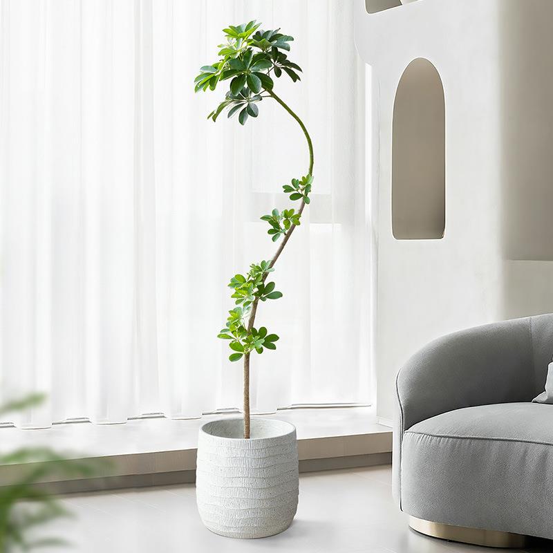 吸鸭脚木盆栽TYX室内造型大植物客厅甲醛植绿观叶好八养活方来财