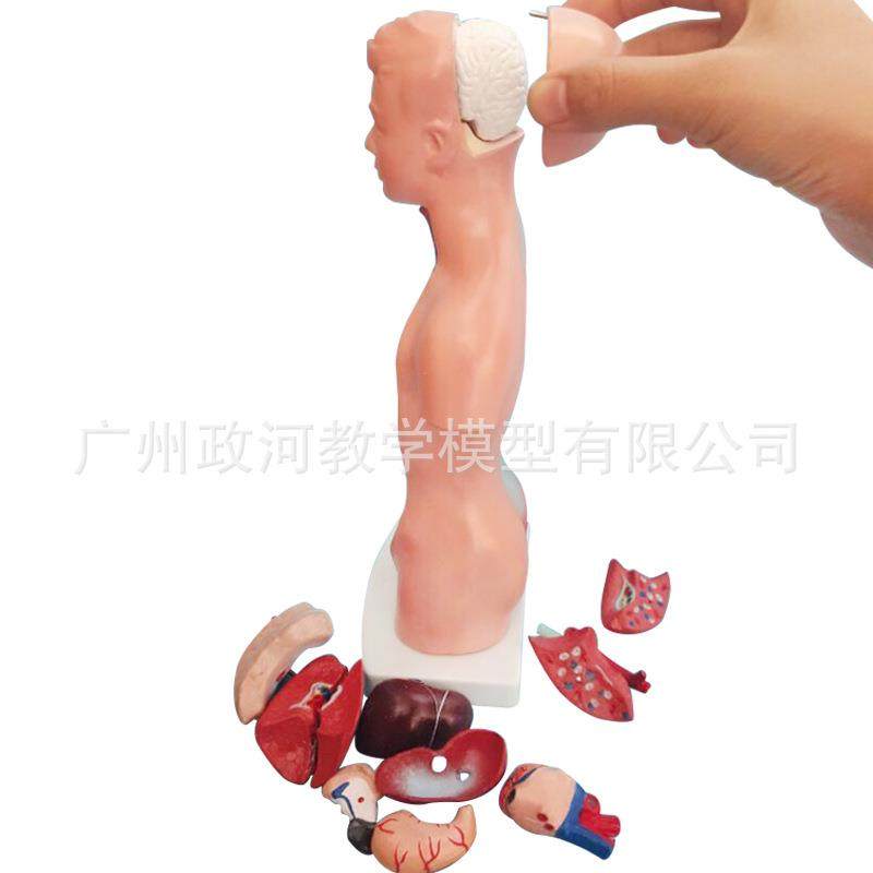 人体模型28CM躯干人体内脏解剖模型医学教具器官系统结构躯干,文具电教/文化用品/商务用品,教学仪器/实验器材,淘宝优惠券,粉丝福利购,淘宝优惠卷