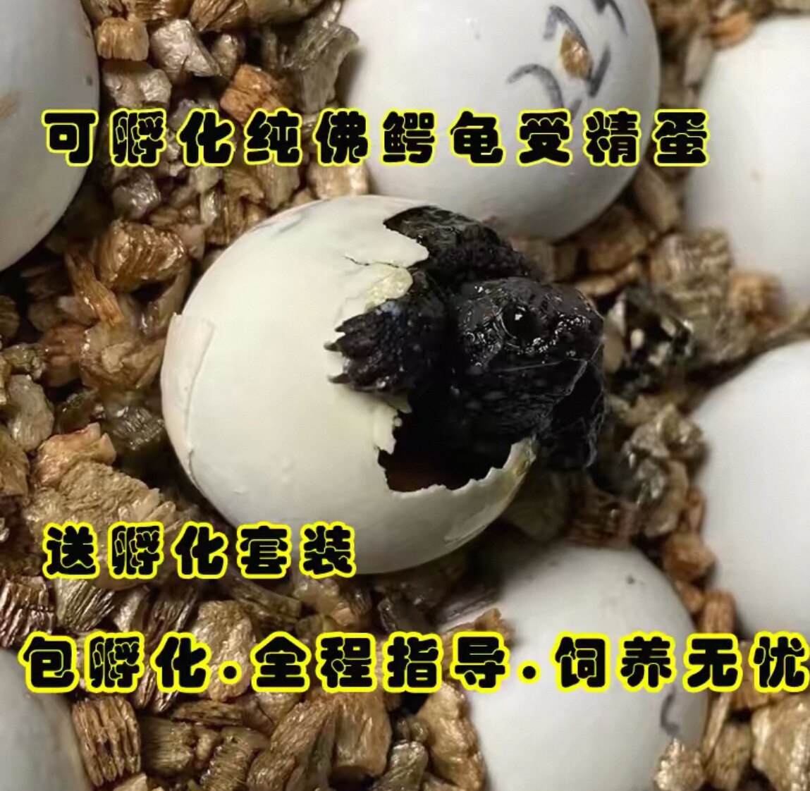 纯佛鳄龟受精蛋可孵化爆刺佛州拟鳄龟新鲜种蛋送全套孵化指导