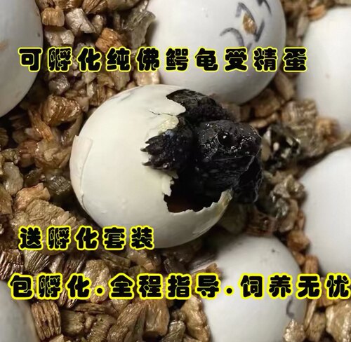 纯佛鳄龟受精蛋可孵化爆刺佛州拟鳄龟新鲜种蛋送全套孵化指导
