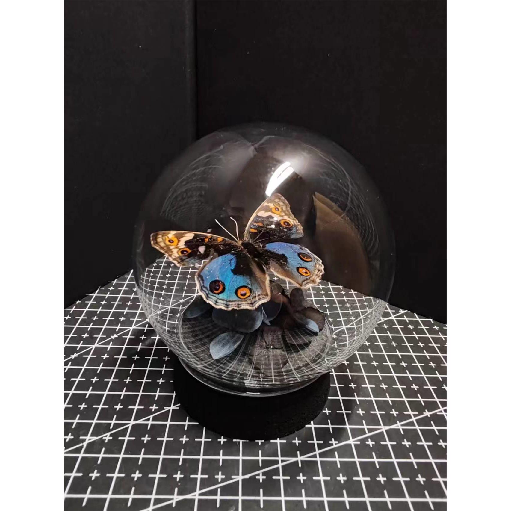 翠蓝眼蛱蝶真蝴蝶艺术标本玻璃罩摆件小众手工生日收藏礼物真蝴蝶