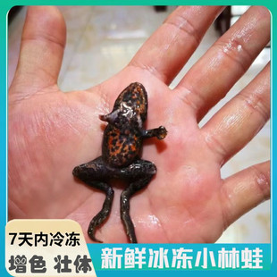 新鲜冻林蛙鱼食龙鱼增色雷龙鱼饲料冷冻泥鳅蜈蚣冷冻虾喂鱼麦穗鱼