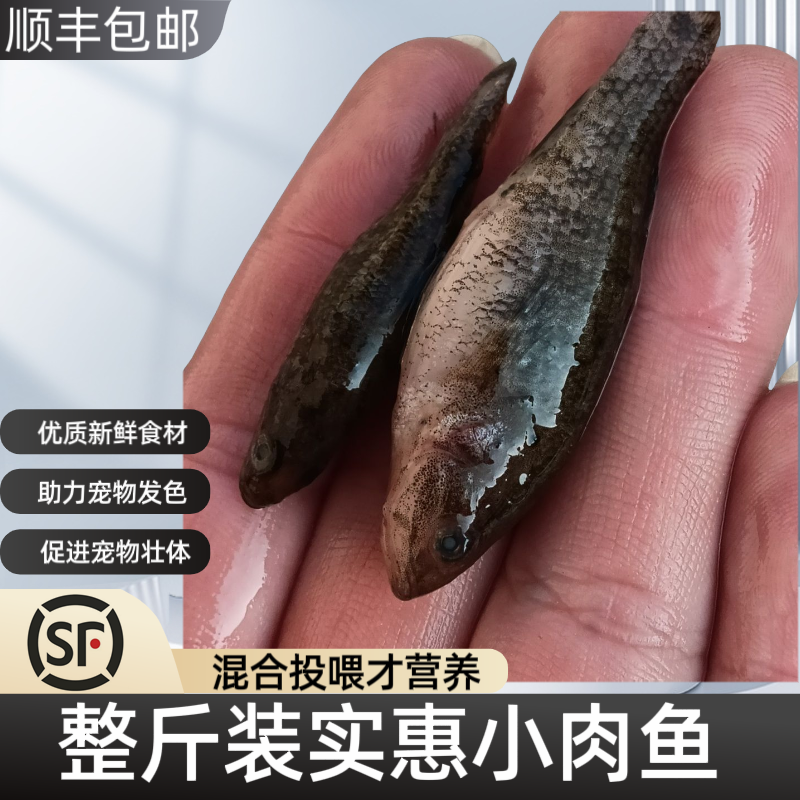 观赏鱼饲料老头鱼麦穗丁鱼速冻散冻冷冻鱼食龙鱼虎鱼饲料顺丰快递