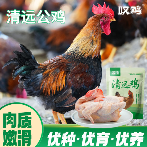 新鲜正宗广东清远公鸡900g