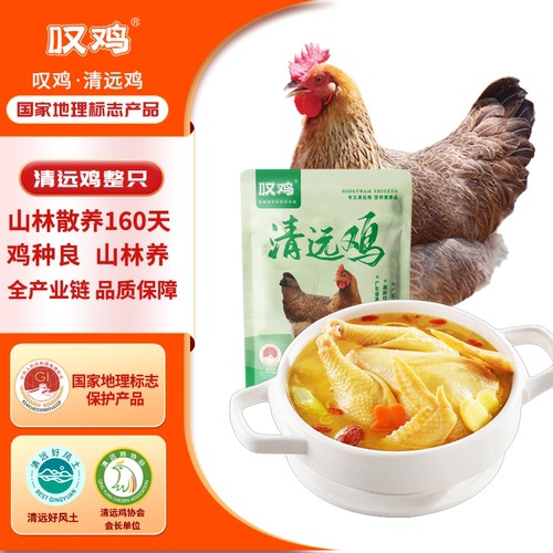 叹鸡广东清远鸡160天母鸡1000g