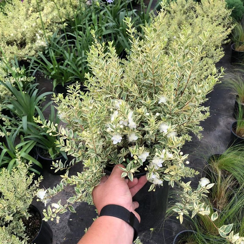 花叶香桃木d花苗盆栽 爱神木 茂树 阳台庭院耐寒耐热花卉四常绿季