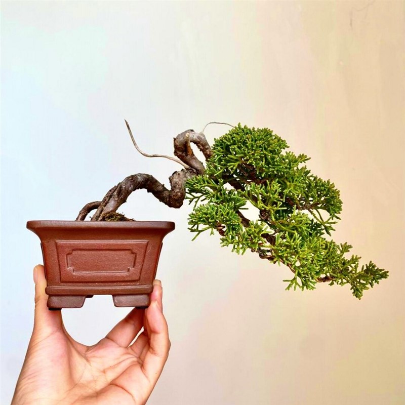 宫阪系鱼川真f柏老桩盆景室内植物办公室阳台盆栽一物一拍基地直