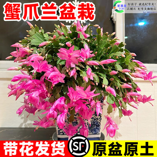 速发卉爪兰盆栽物花苞大苗四季花蟹盆栽室内台观花植带办公好养易