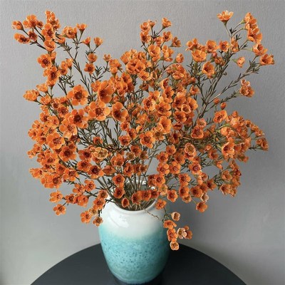 速发澳洲腊梅花红色水培植物真花花束室内办公室装饰切梅鲜蜡花