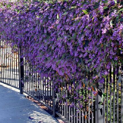 小椿日和 哈登柏豆 Hardenbergia 澳洲紫藤 四季常绿爬藤花卉绿植