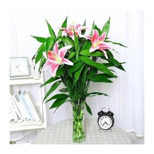 冬天不怕冻的绿植富贵竹转运水培水培植物花卉盆栽开运送仿真百合