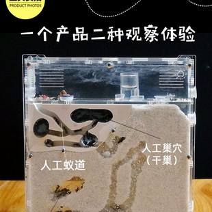 生态蚂蚁工坊 白色活物宠物蚁后 城堡沙巢沙堡 养蚁巢家园压克力