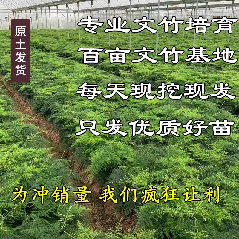 文竹盆栽植物室内花卉盆景客厅办公室桌面小绿植好养云竹四季常青
