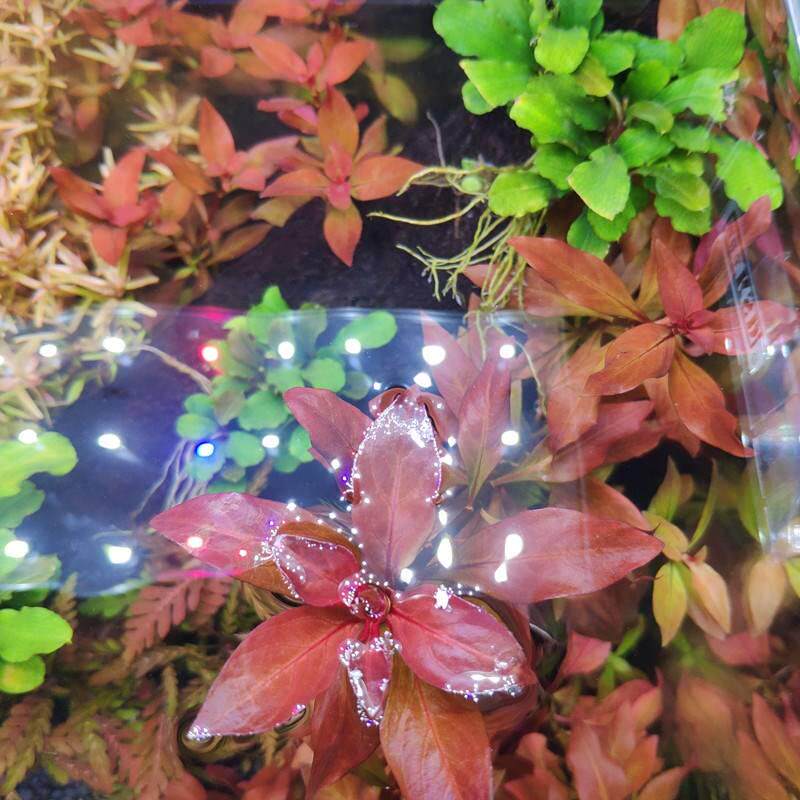 推荐有茎类水草宫廷水草 水下 装饰绿h菊血宫廷水草血红宫廷水草