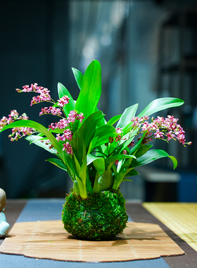 带多花苞红色浓香梦香文心兰苔藓球室内客厅卧室禅意中式净化空气