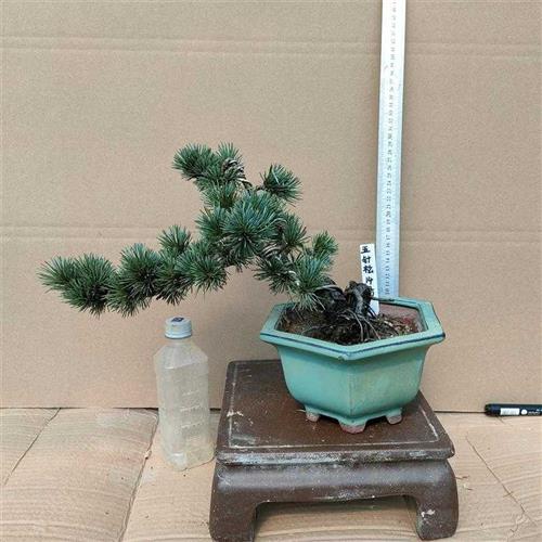 正宗五针松小苗 五针松素材苗 大板松苗 五针松盆景造型树桩包邮