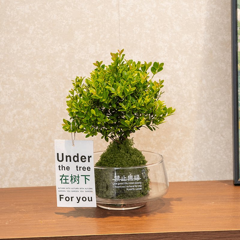 水培小叶赤楠植物盆景阳台客厅懒人好养绿植室内办公室水养小盆栽