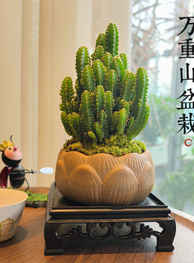 仙人掌盆栽万重山室内仙人球多肉植物办公室桌面好养多肉绿植盆景
