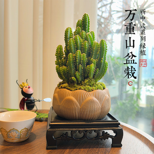 仙人掌盆栽万重山室内多肉植物
