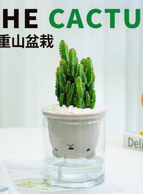 水培仙人掌盆栽万重山室内仙人球多肉办公室桌面好养绿植物盆景