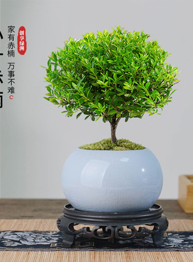 小叶赤楠盆景老桩树室内盆栽植物花卉办公室金丝楠木桌面小绿植